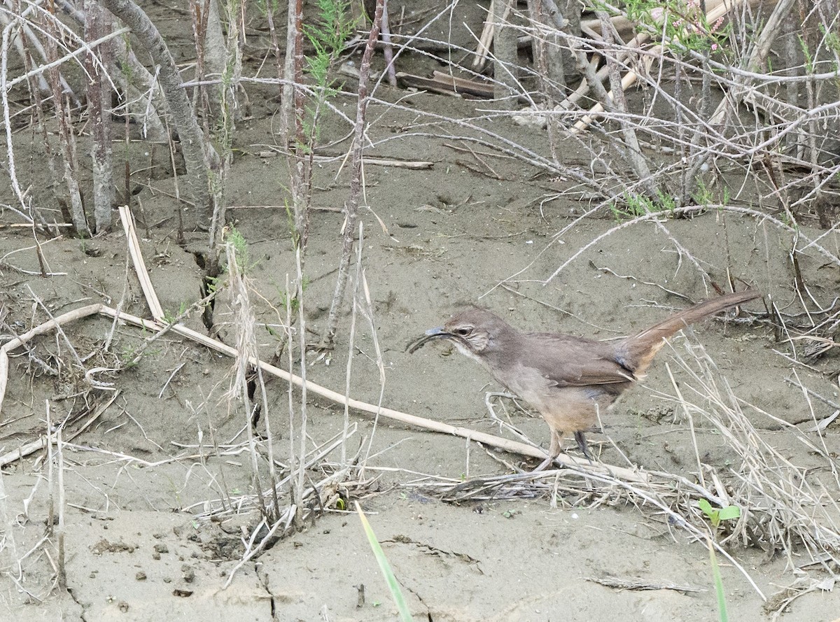 California Thrasher - ML617477548