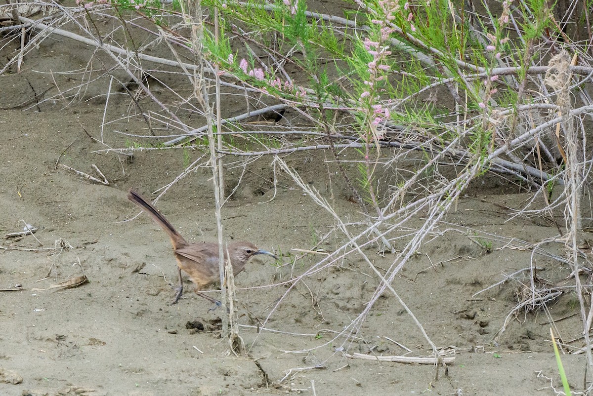 California Thrasher - ML617477549