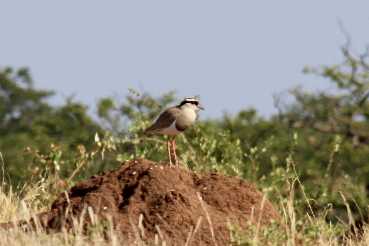 Crowned Lapwing - ML617477551