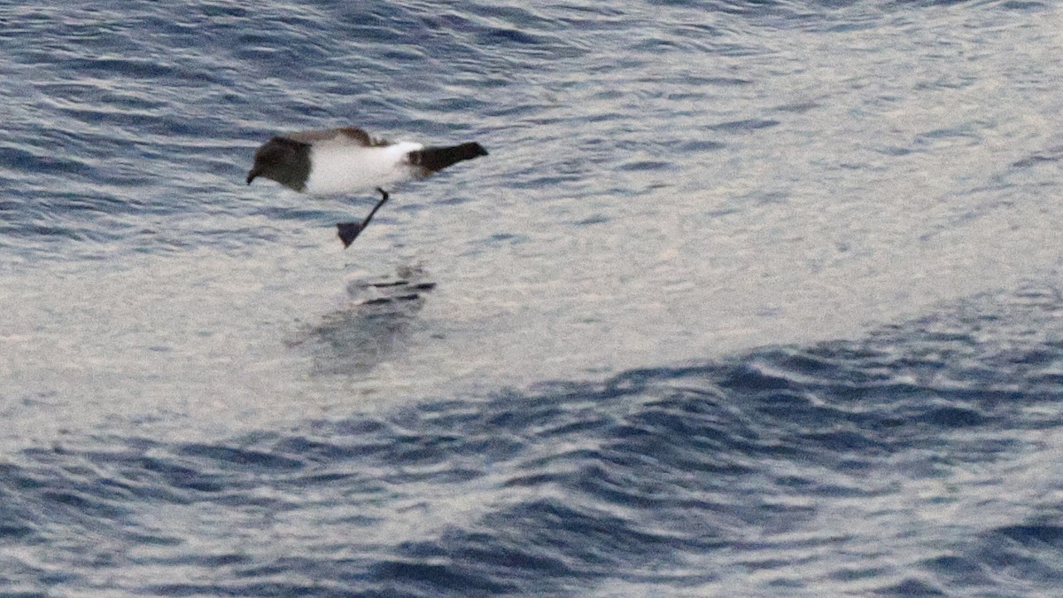 White-bellied Storm-Petrel - ML617477589