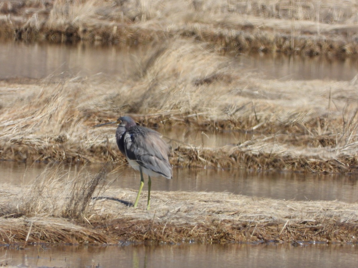 Tricolored Heron - Richard Hartzell