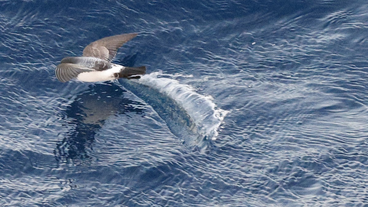 White-bellied Storm-Petrel - ML617477615