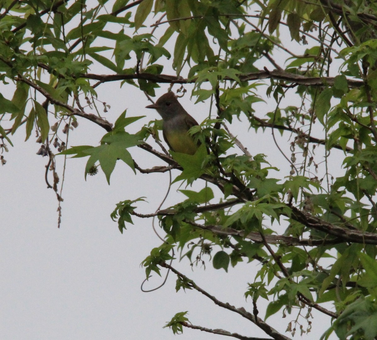 Great Crested Flycatcher - Holli Howard