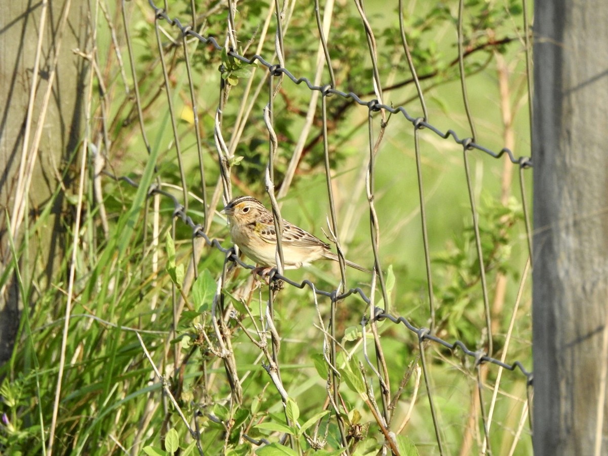 Grasshopper Sparrow - ML617477672