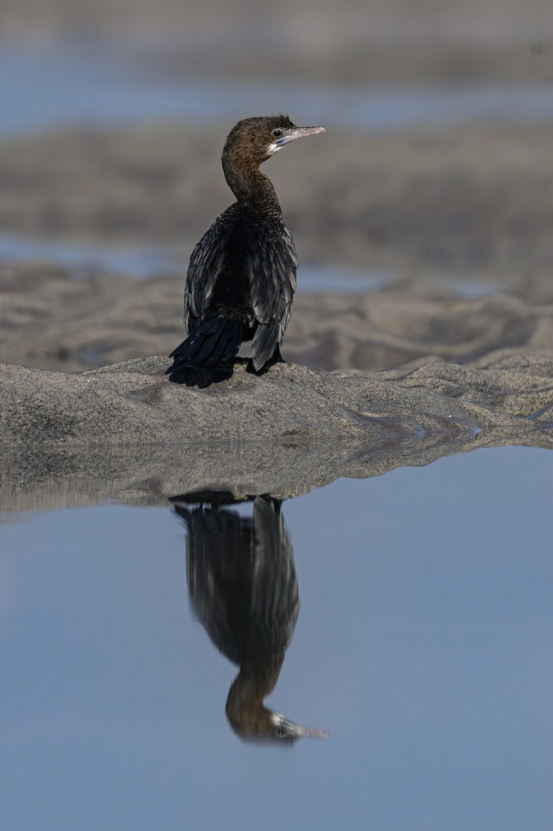 Little Cormorant - ML617477700