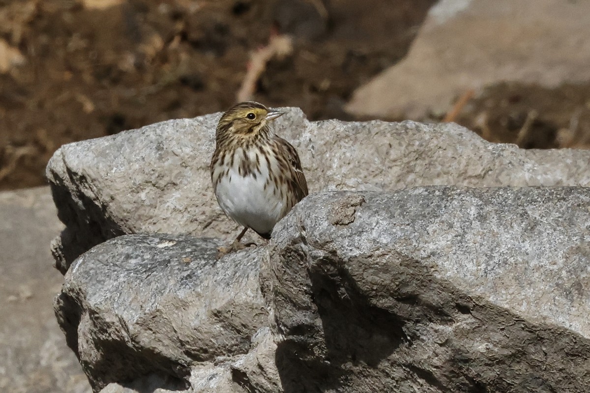 Savannah Sparrow - ML617477781