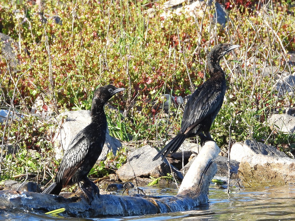 Pygmy Cormorant - ML617477791