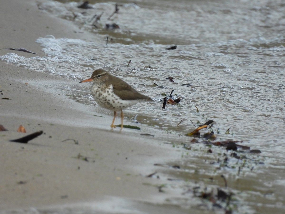 Spotted Sandpiper - Peggy Gierhart