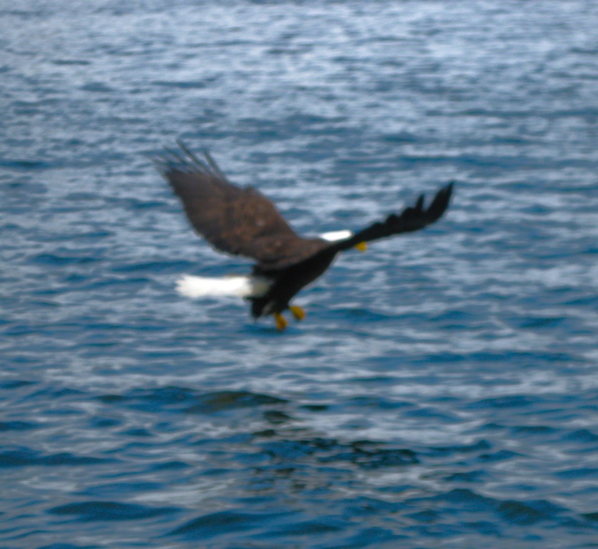 Bald Eagle - ML617477823