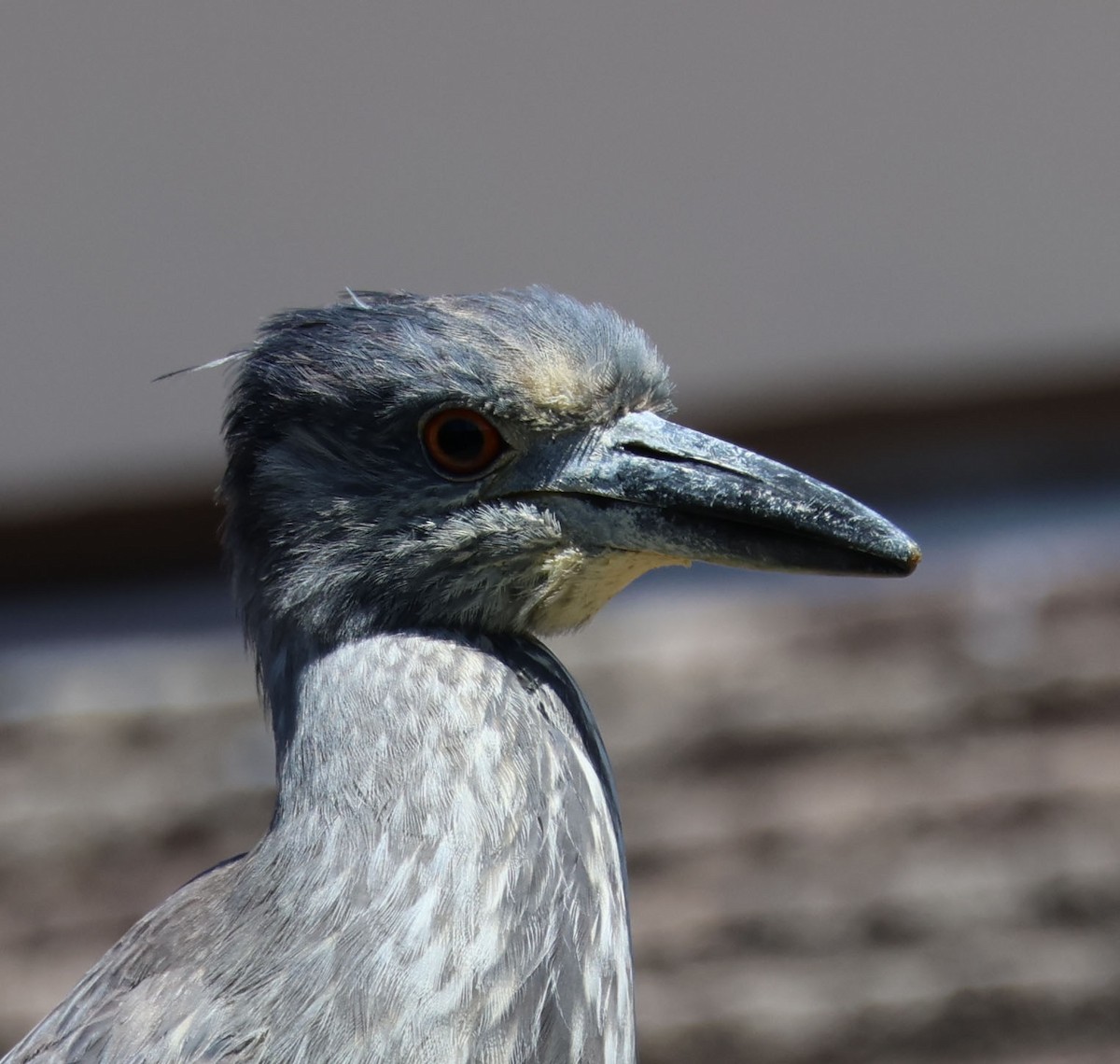 Yellow-crowned Night Heron - ML617477829