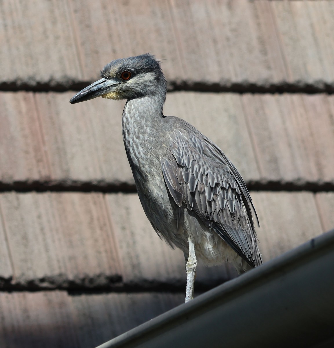 Yellow-crowned Night Heron - ML617477830