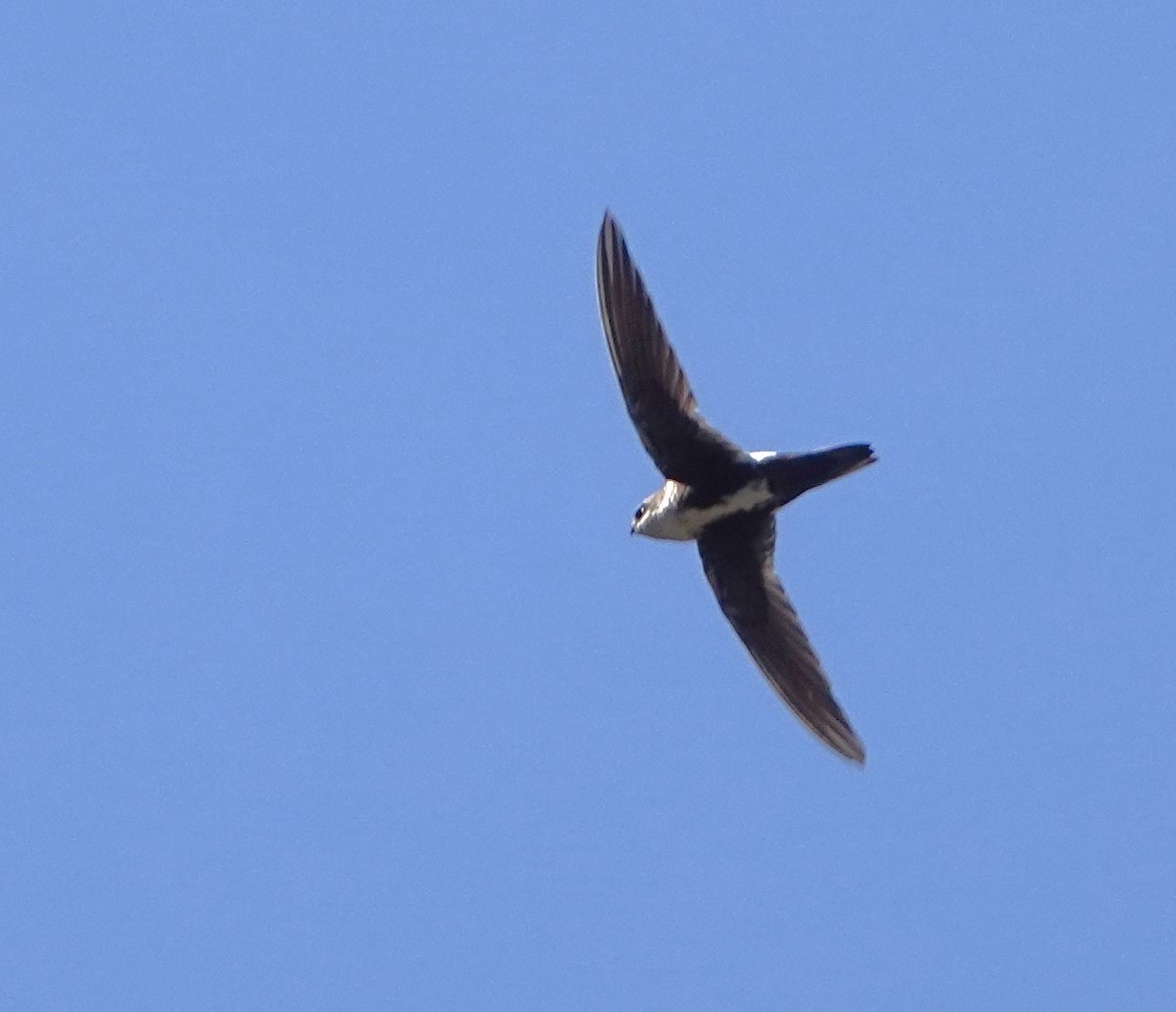 White-throated Swift - ML617477944