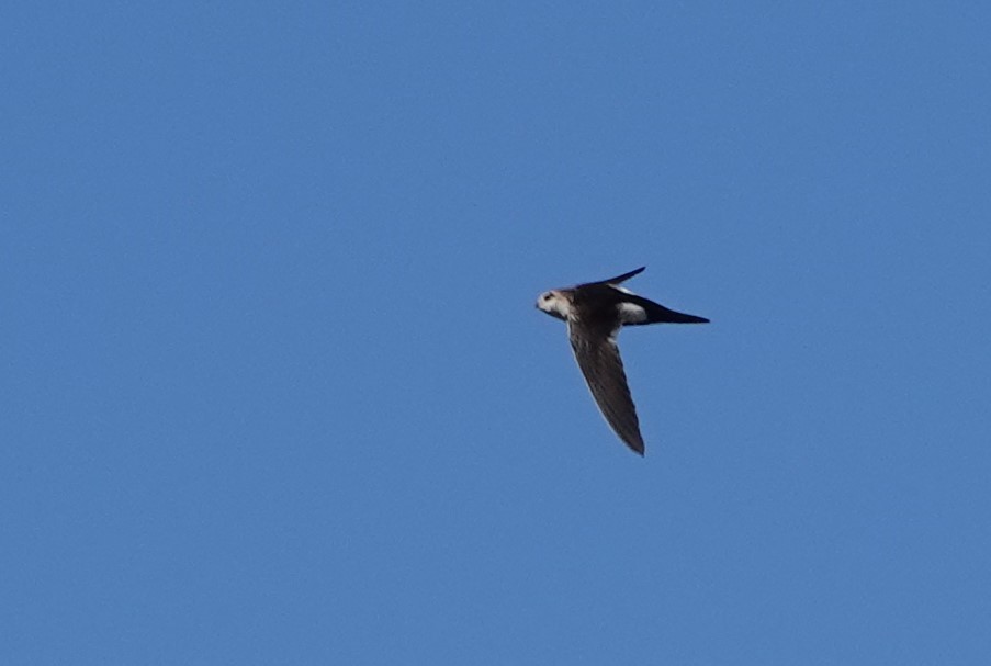 White-throated Swift - Rene Laubach