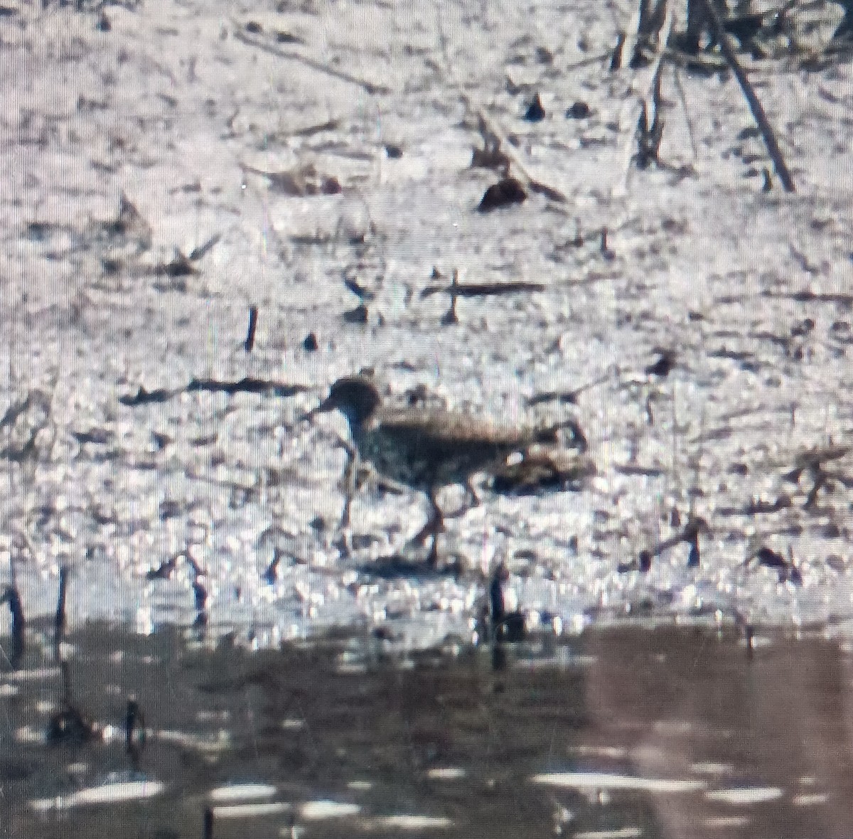 Spotted Sandpiper - ML617478084