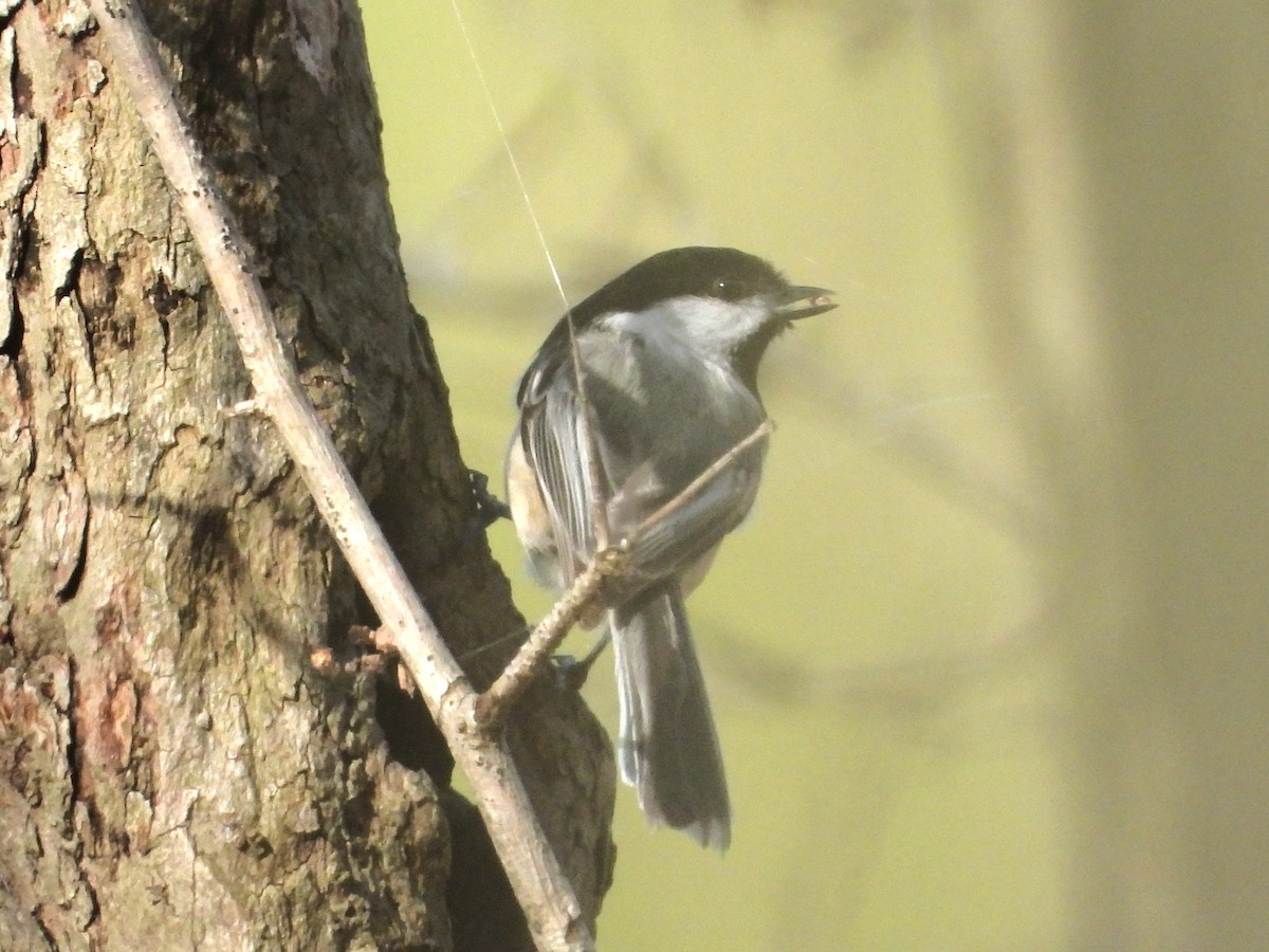 Mésange à tête noire - ML617478098