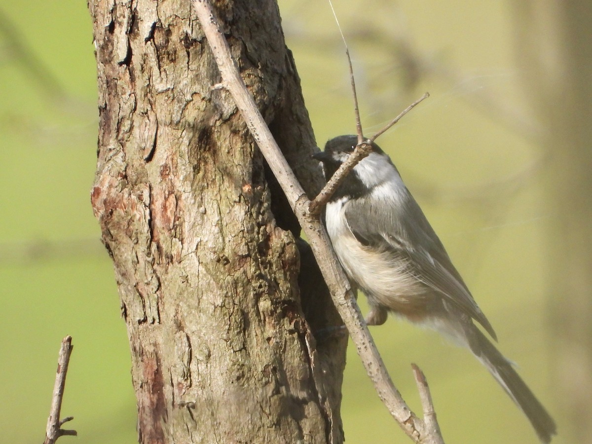 Black-capped Chickadee - Ken Vinciquerra