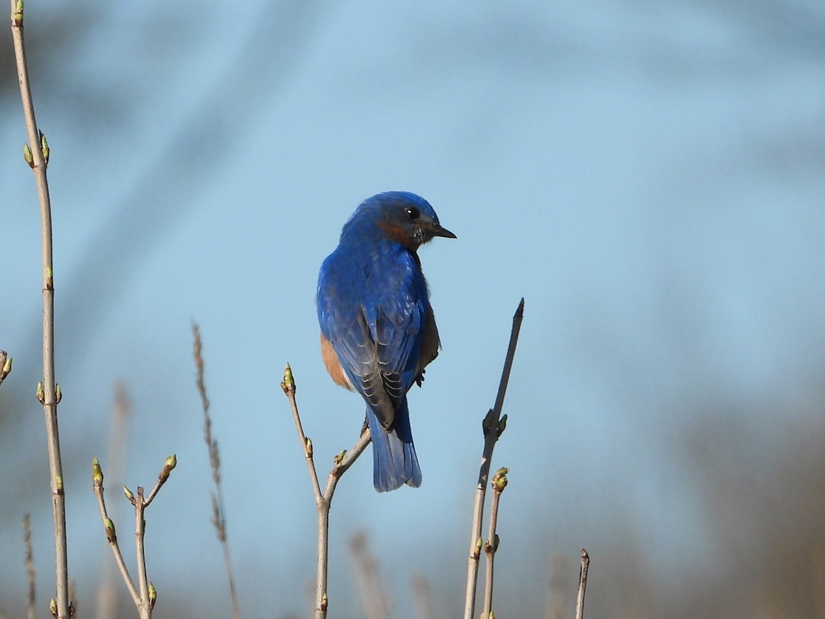 Eastern Bluebird - ML617478124