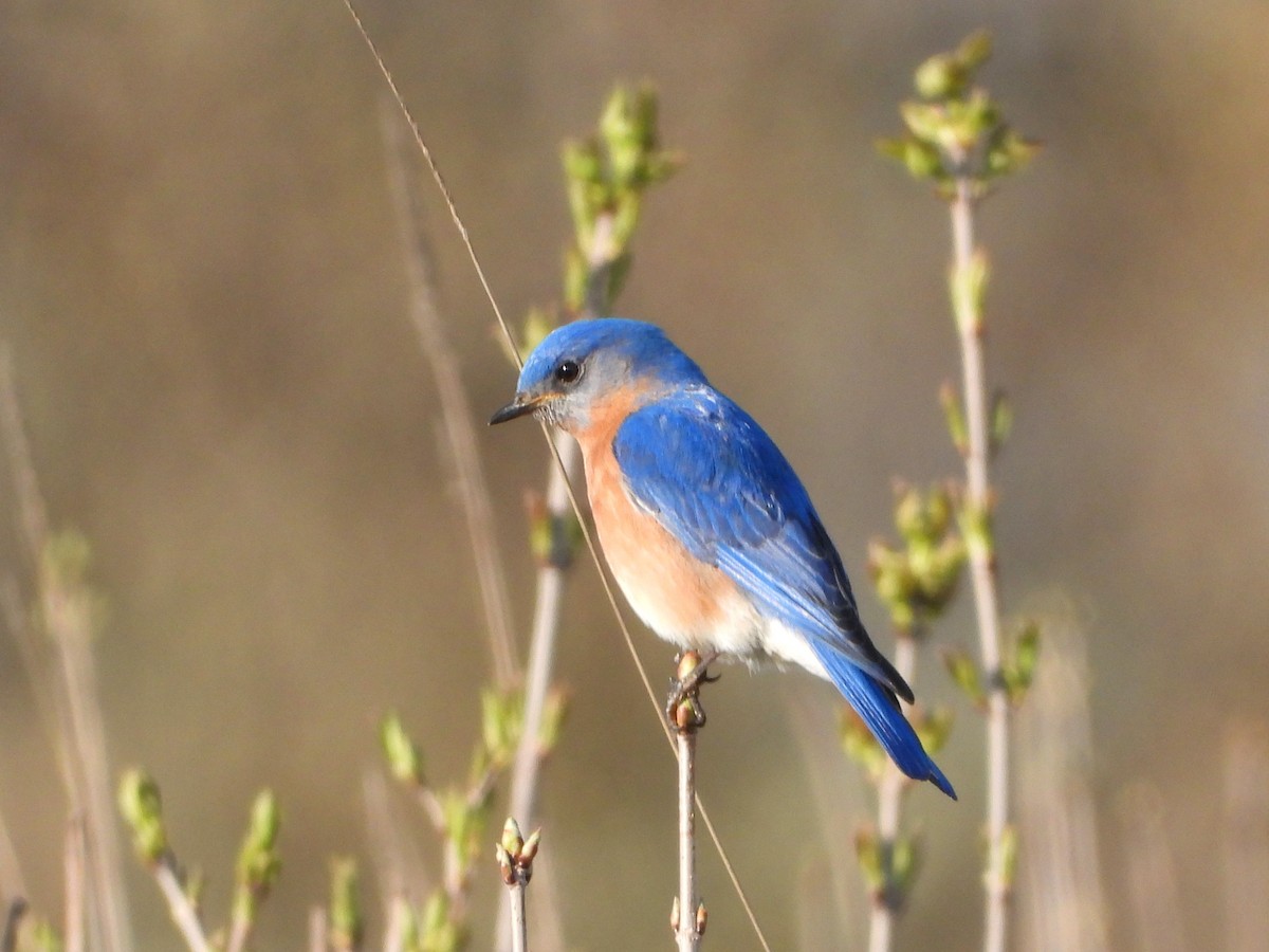 Eastern Bluebird - Ken Vinciquerra