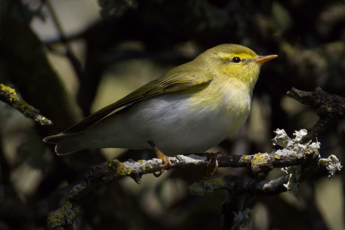 Wood Warbler - ML617478146