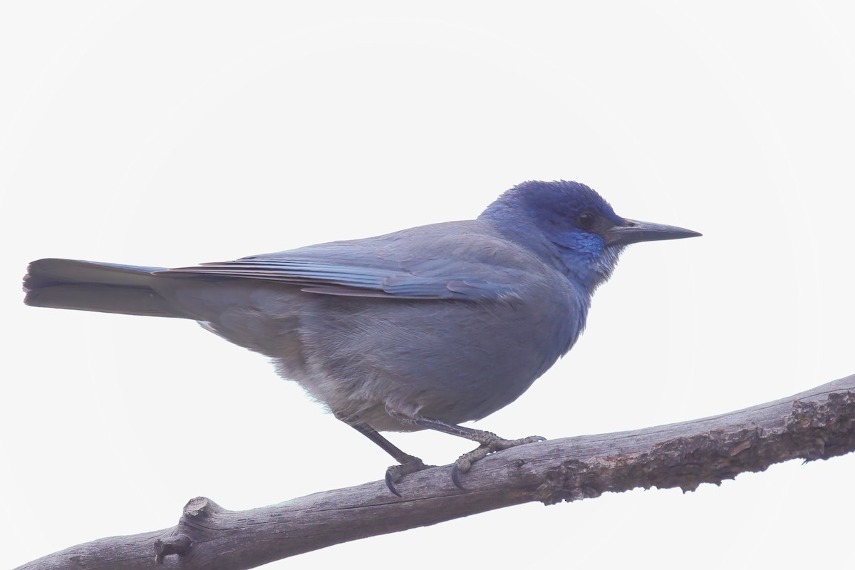 Pinyon Jay - Tory Mathis