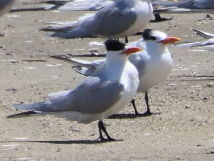 Royal Tern - ML617478207