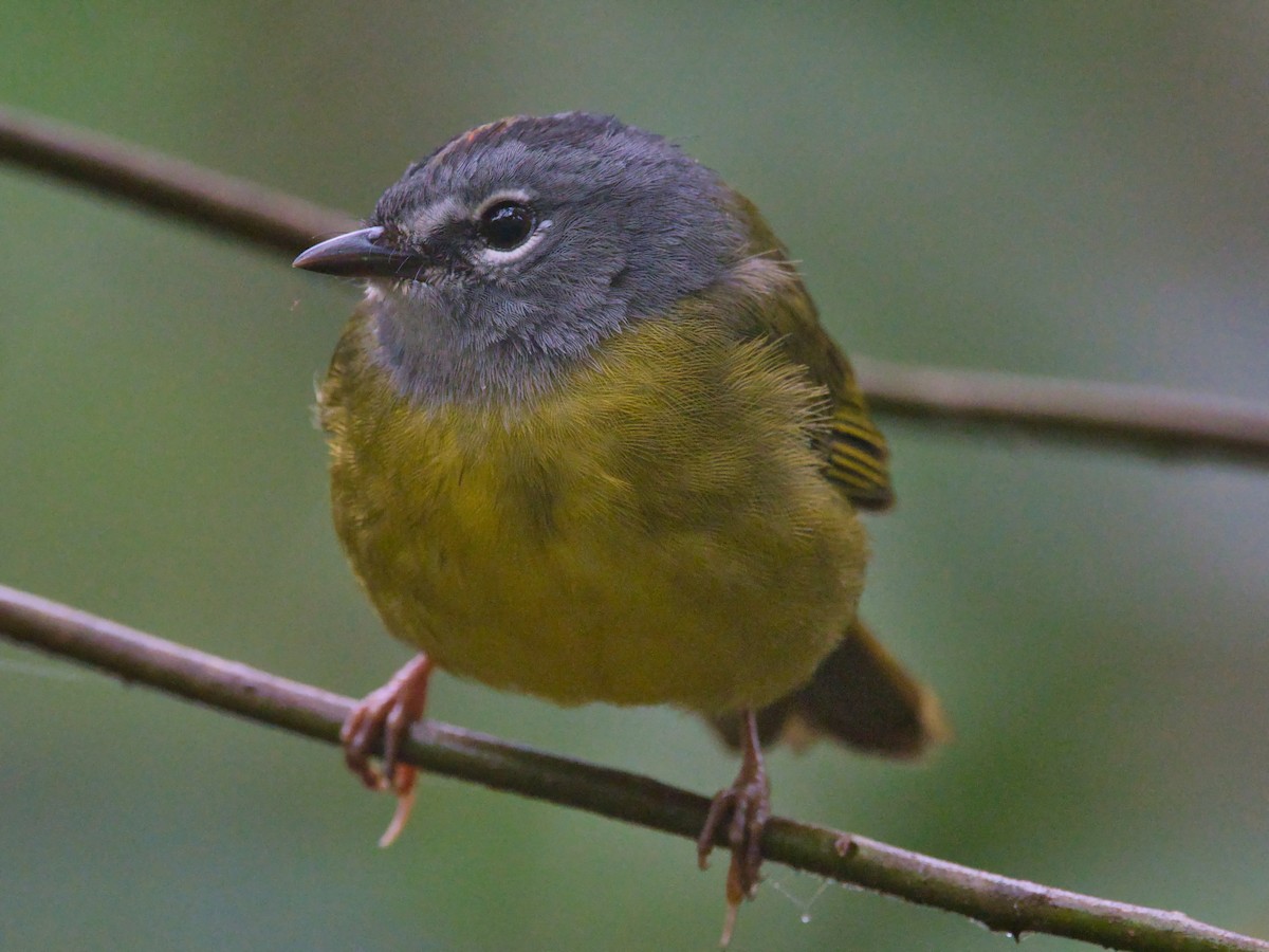 White-lored Warbler - ML617478223