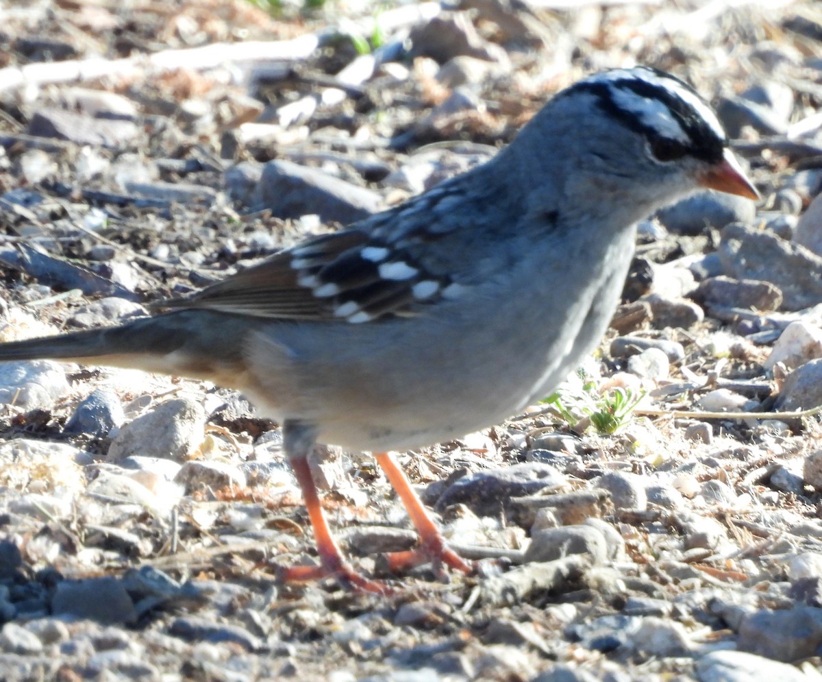 White-crowned Sparrow (Dark-lored) - Ethan Beasley