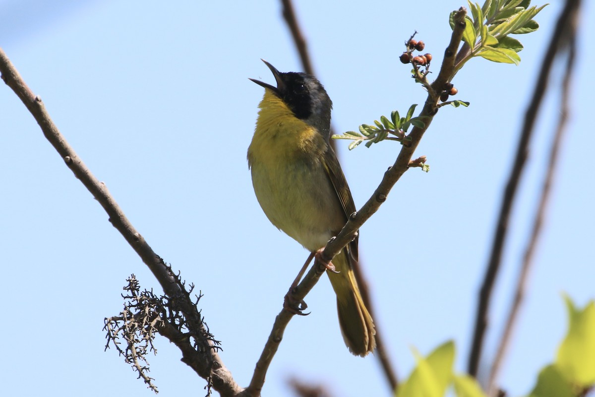 Pine Warbler - ML617478263