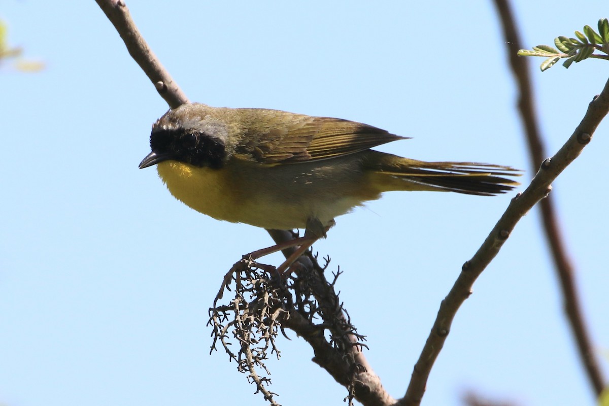 Pine Warbler - ML617478266