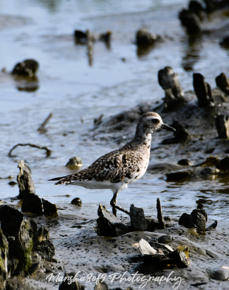 Black-bellied Plover - ML617478267