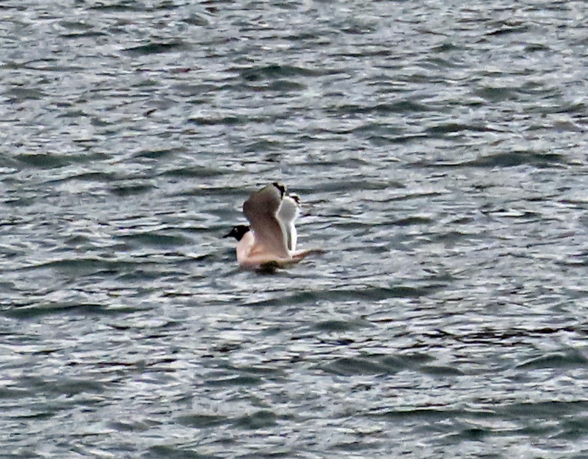 Franklin's Gull - ML617478299