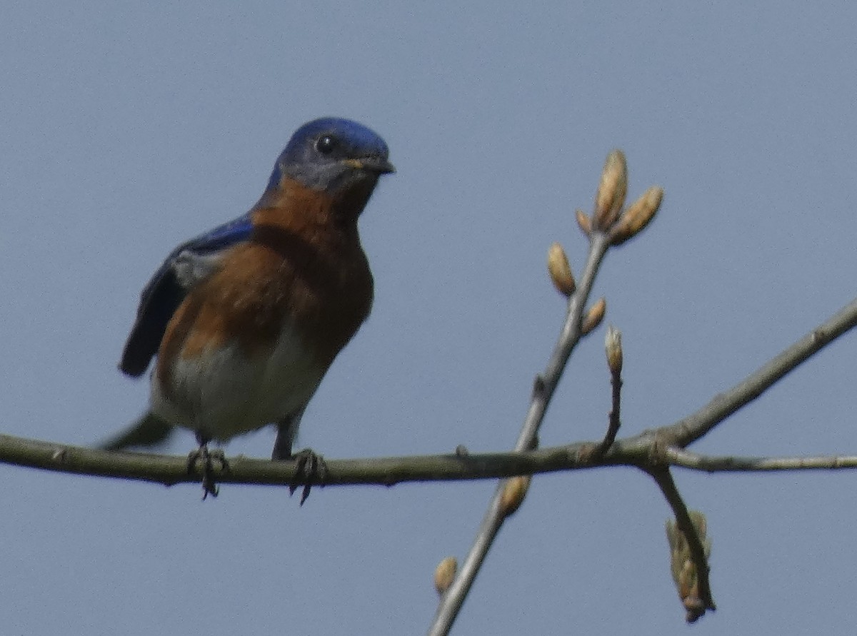 Eastern Bluebird - ML617478305