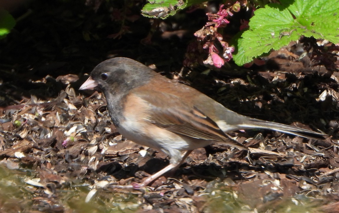 Dark-eyed Junco (Oregon) - Patricia Teague