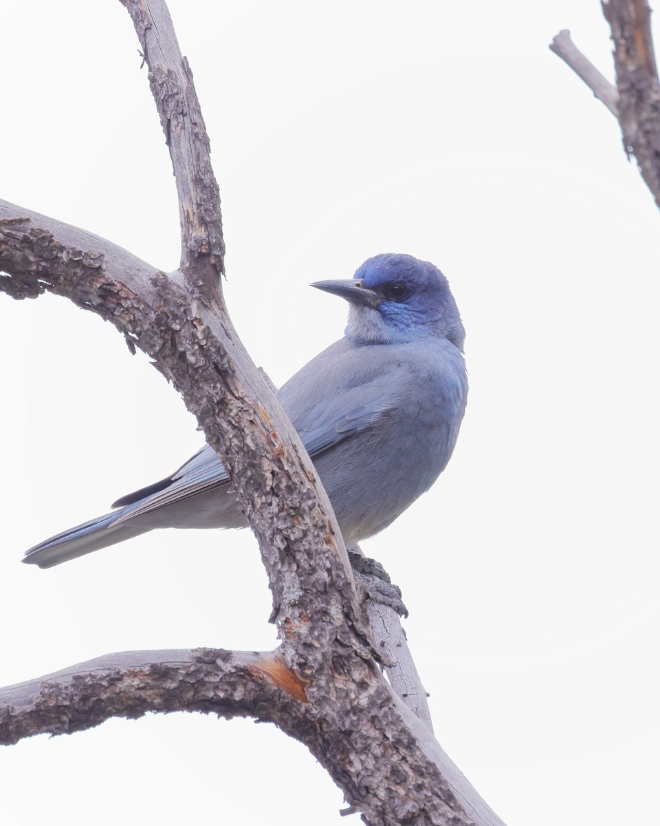 Pinyon Jay - ML617478377