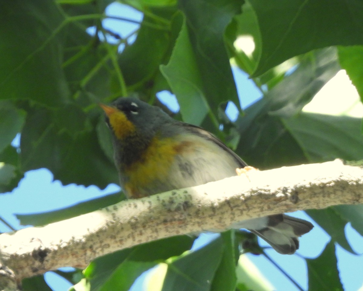 Northern Parula - Ethan Beasley