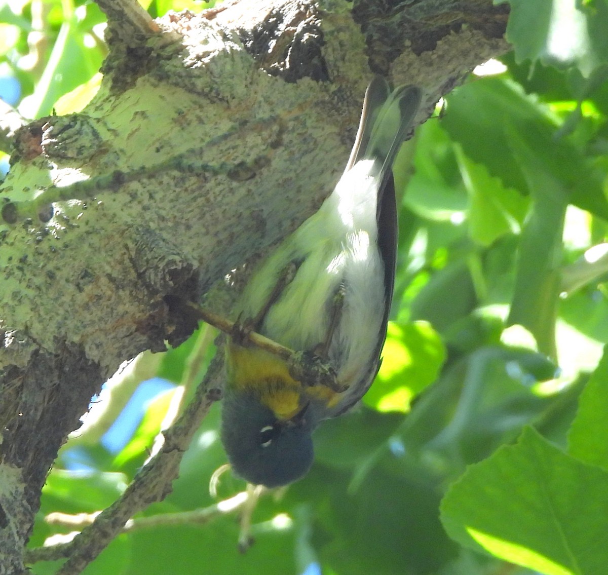 Northern Parula - Ethan Beasley