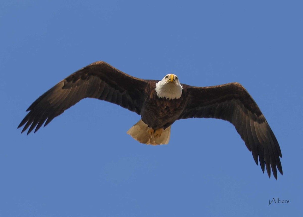 hvithodehavørn - ML617478433