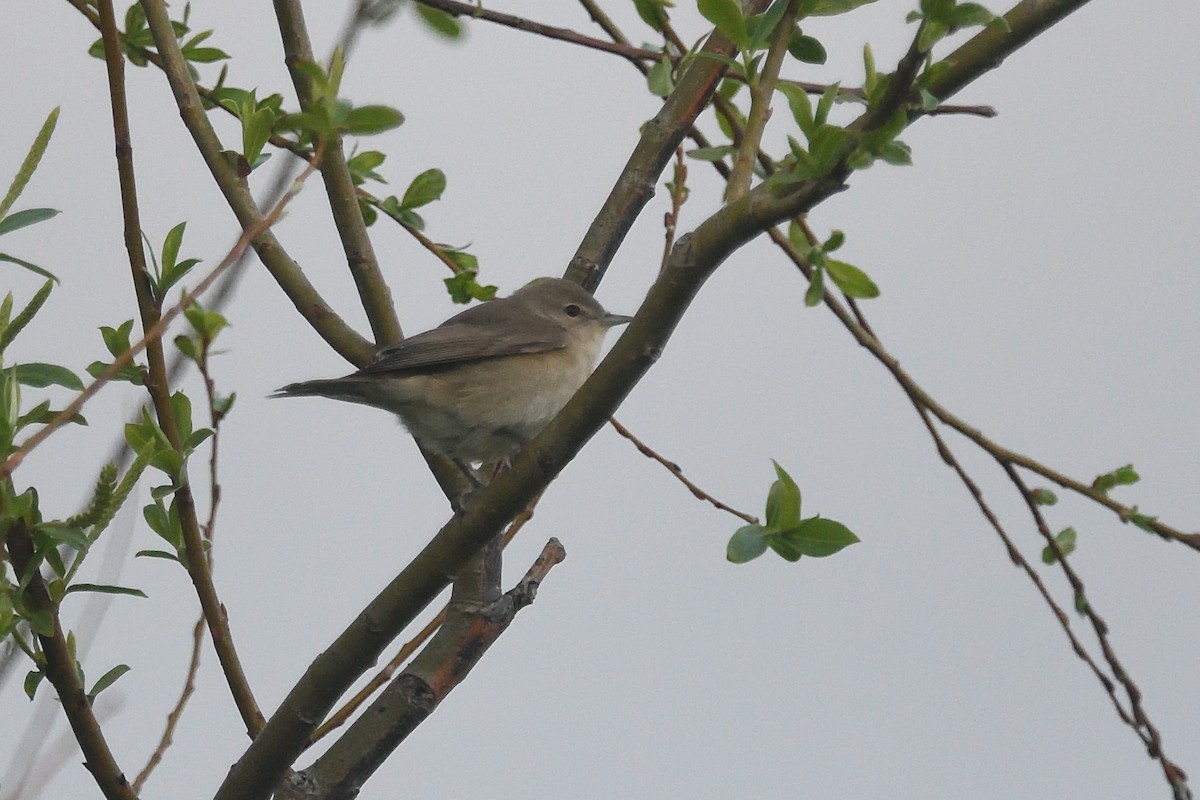 Garden Warbler - ML617478456