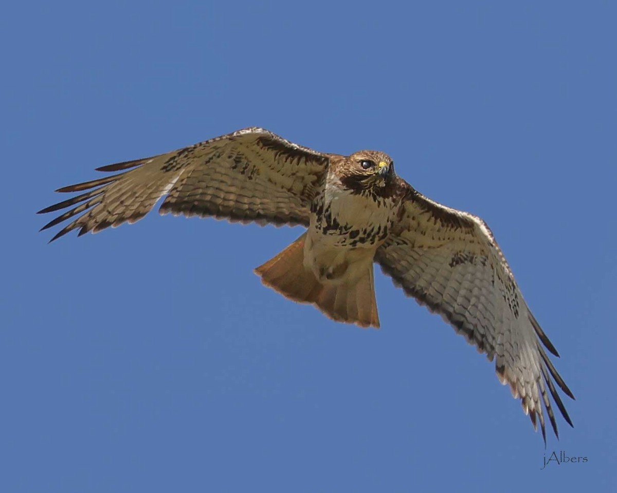 rødstjertvåk - ML617478457