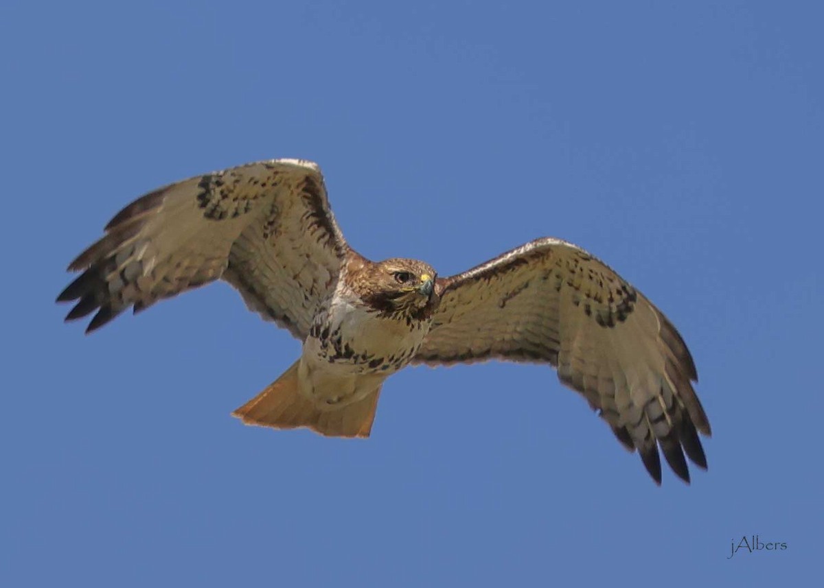 rødstjertvåk - ML617478458