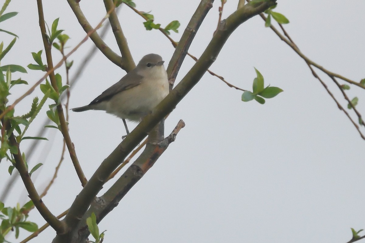 Garden Warbler - ML617478459