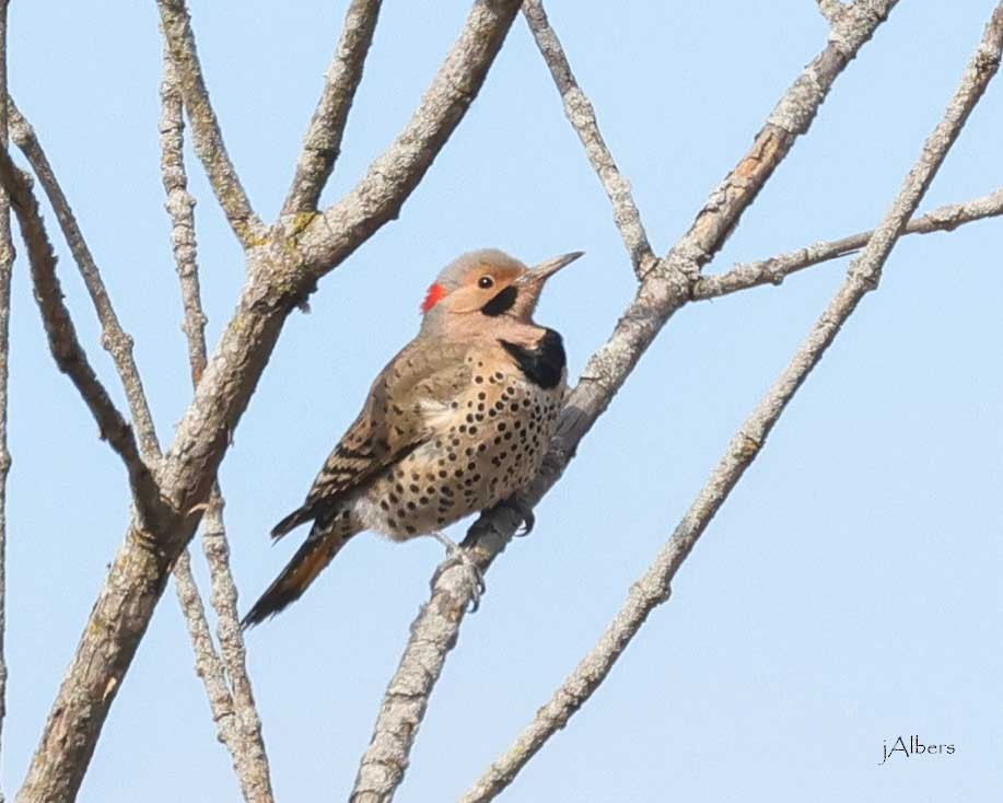 gullspett - ML617478465