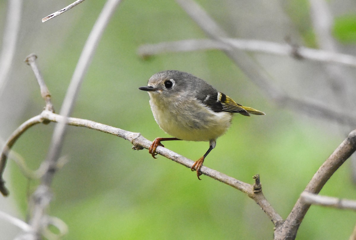 Ruby-crowned Kinglet - Erik Johnson