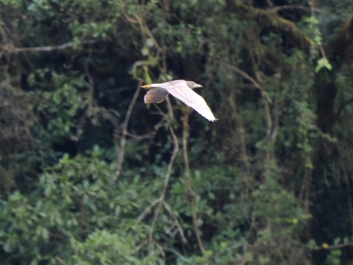 Black-crowned Night Heron (American) - ML617478468