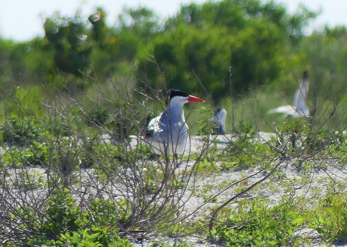 Caspian Tern - ML617478471