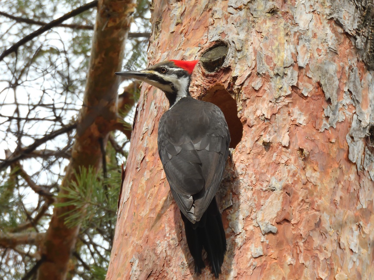 Pileated Woodpecker - ML617478632