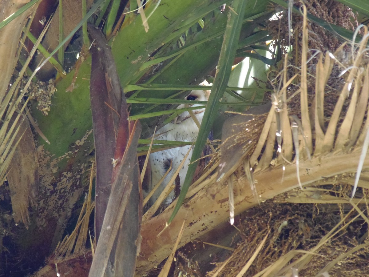 Barn Owl - ML617478633