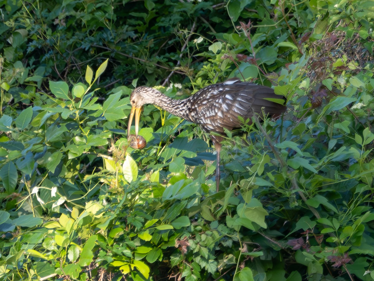 Limpkin - Mark Scheuerman