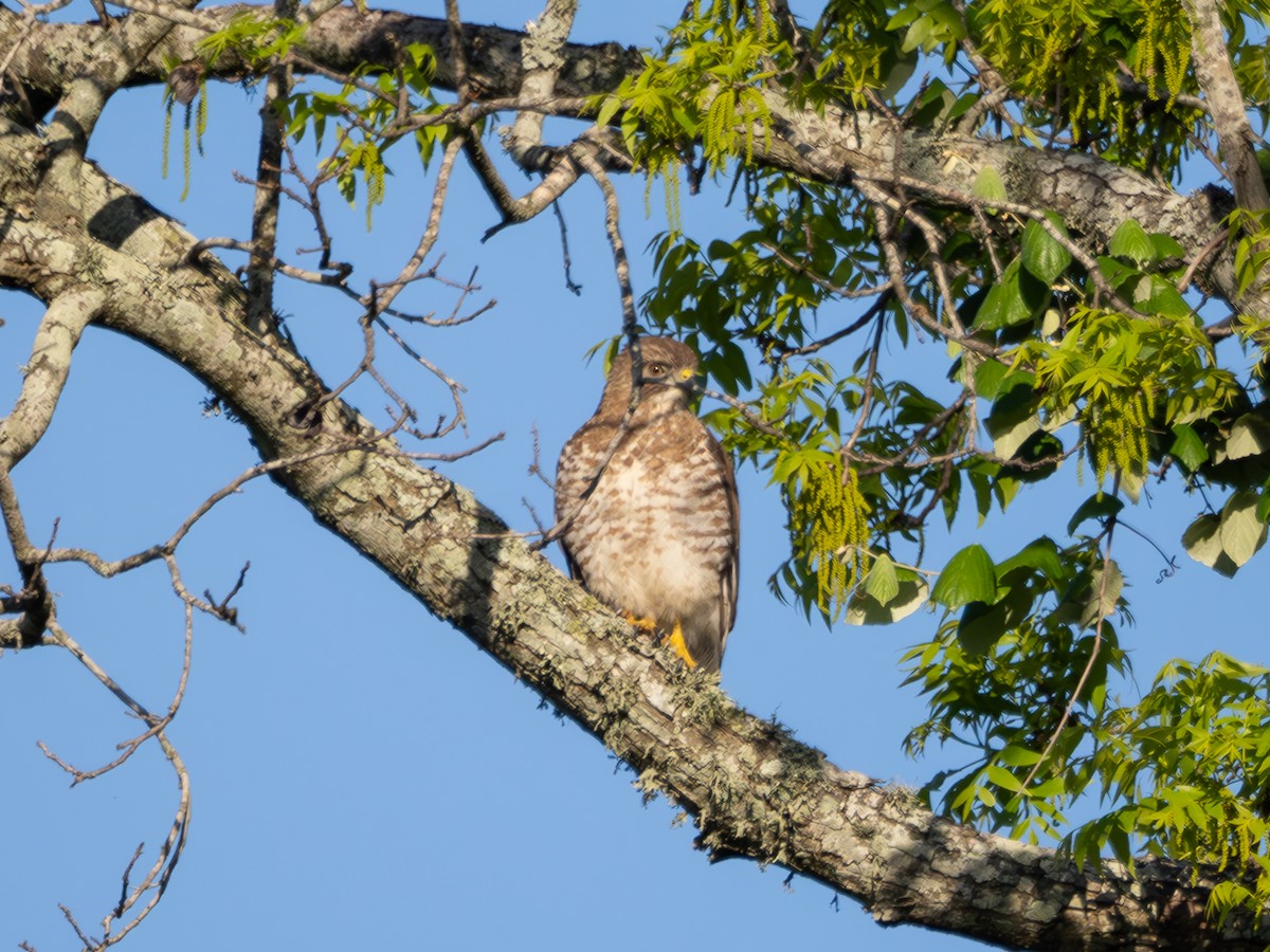 Broad-winged Hawk - Mark Scheuerman