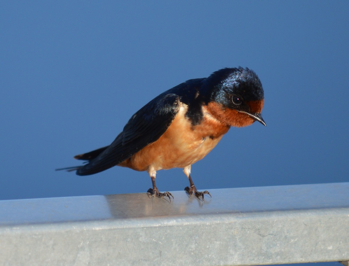 Barn Swallow - ML617478647